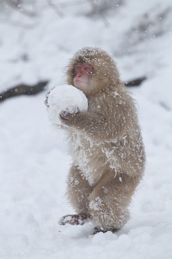 Los monos de la nieve japoneses - Gatos del Pirineo - Nevasport.com