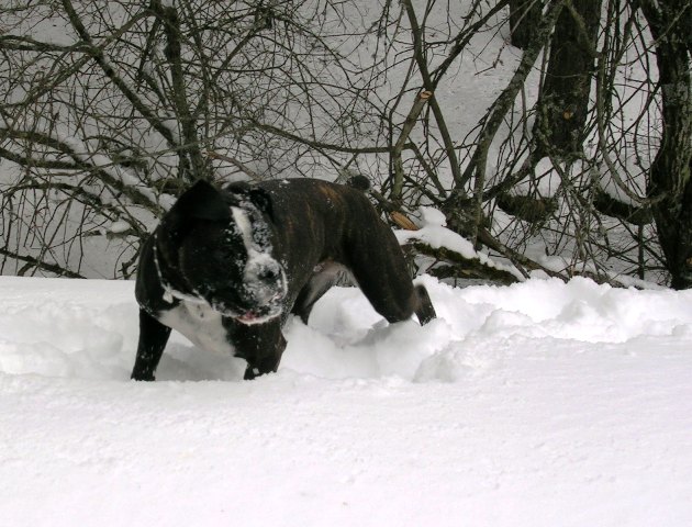 perros en la nieve